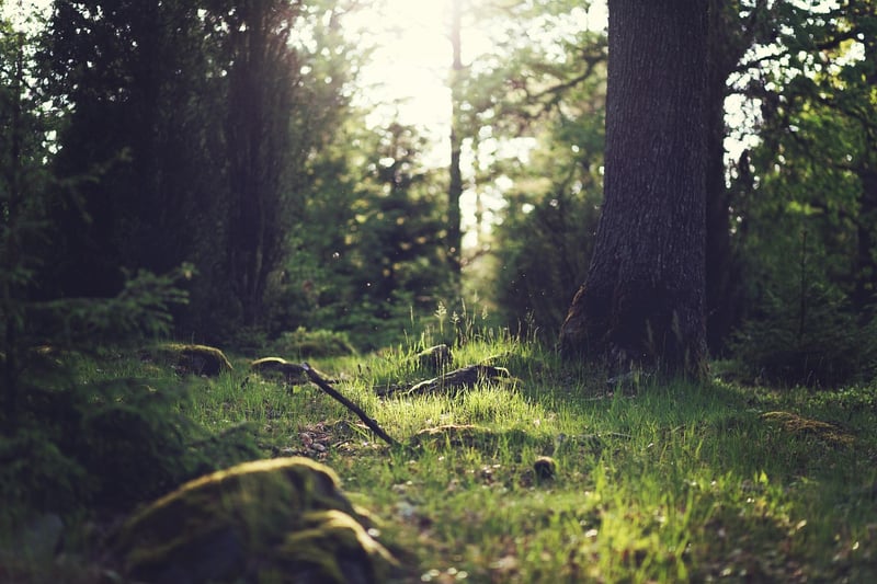 Magical Clearings