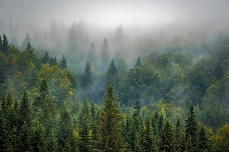 Serenity Pines Sanctuary